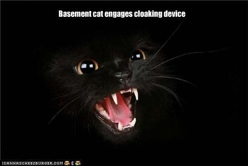 Basement cat engages cloaking device