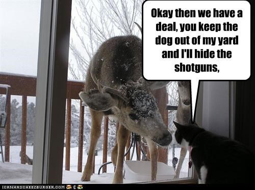 What animals really talk about.