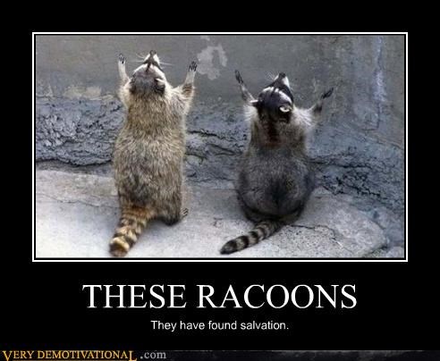 THESE RACOONS