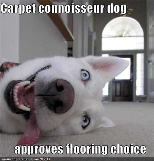 Carpet connoisseur dog  approves flooring choice