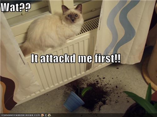 Wat?? It attackd me first!!