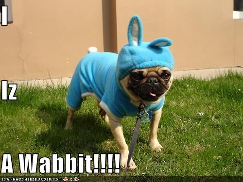 I Iz A Wabbit!!!!