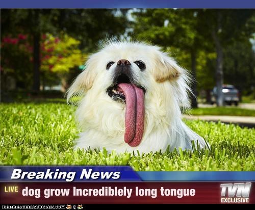Breaking News - dog grow Incrediblely long tongue