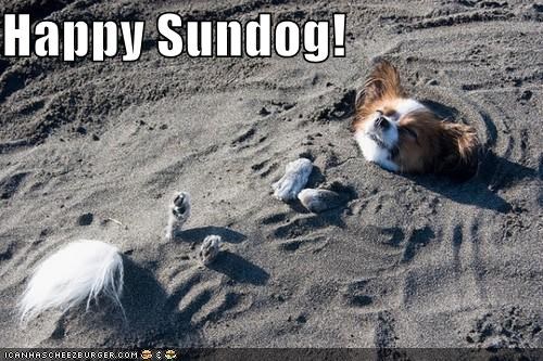 Happy Sundog!