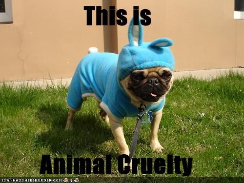 This is  Animal Cruelty