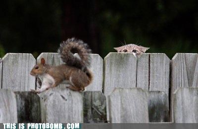 Fence Cat on the Prowl