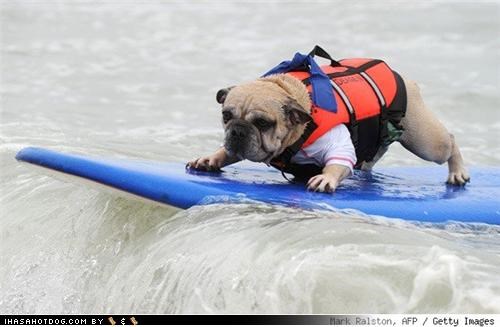 Goggies go surfin fer charitee!