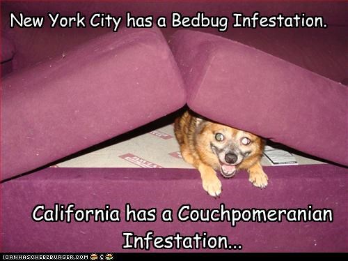 New York City has a Bedbug Infestation.