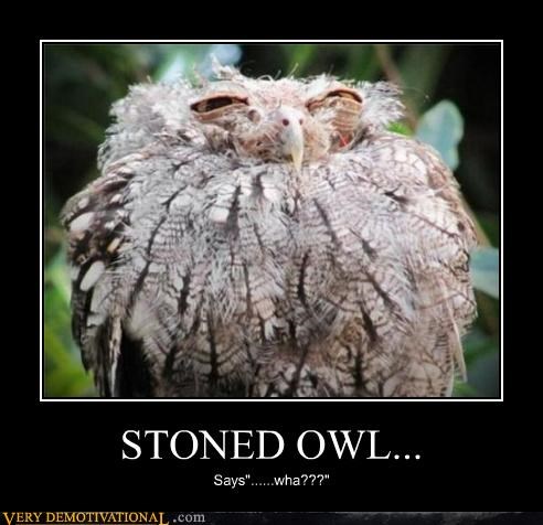 STONED OWL...