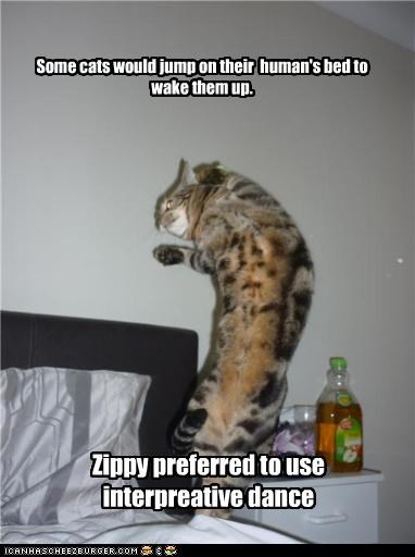 Some cats would jump on their  human's bed to wake them up.