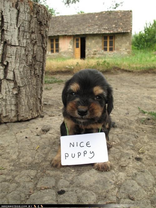 C teh sign? Teh sign nebber liez!