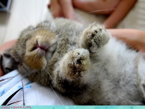 Frankenstein Bunny!