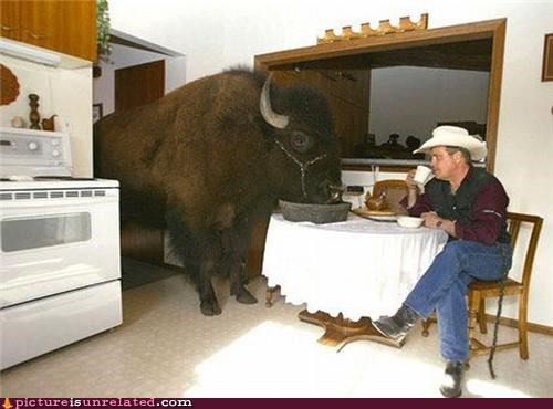 Buffalo Breakfast