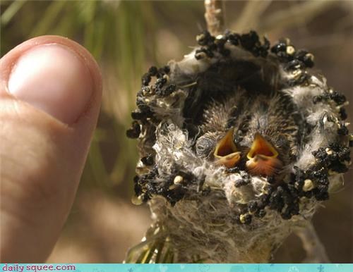 Itty Bitty Hummers