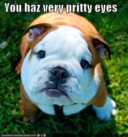 You haz very pritty eyes