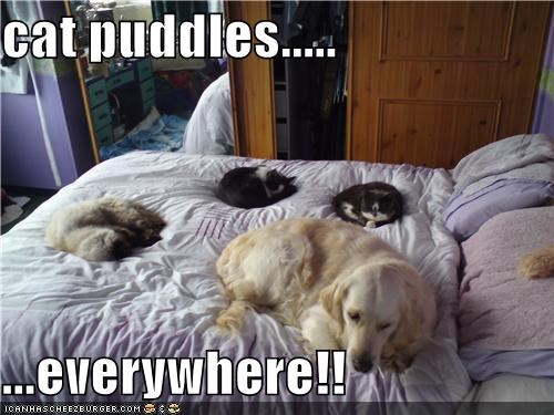 cat puddles.....  ...everywhere!!