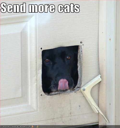 Send more cats