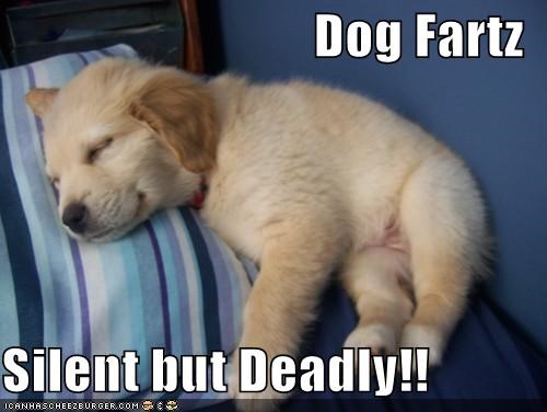 Dog Fartz  Silent but Deadly!!