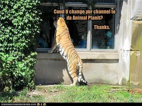 Coud U change yur channel to  da Animal Planit?