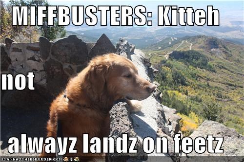 MIFFBUSTERS: Kitteh not alwayz landz on feetz