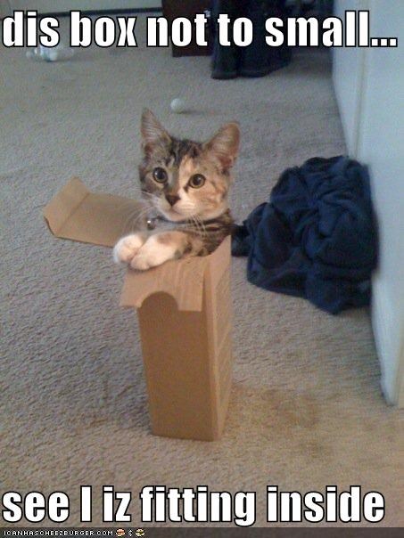 dis box not to small...  see I iz fitting inside