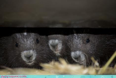 Peeking Baby Marmots