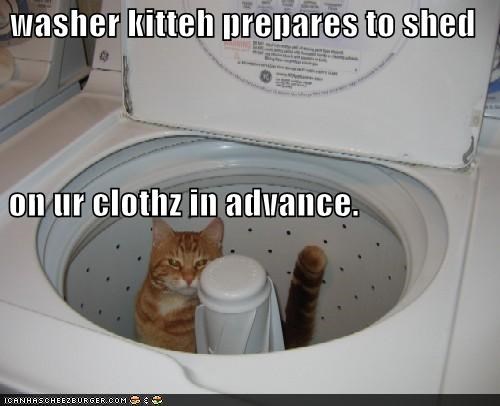 washer kitteh prepares to shed  on ur clothz in advance.