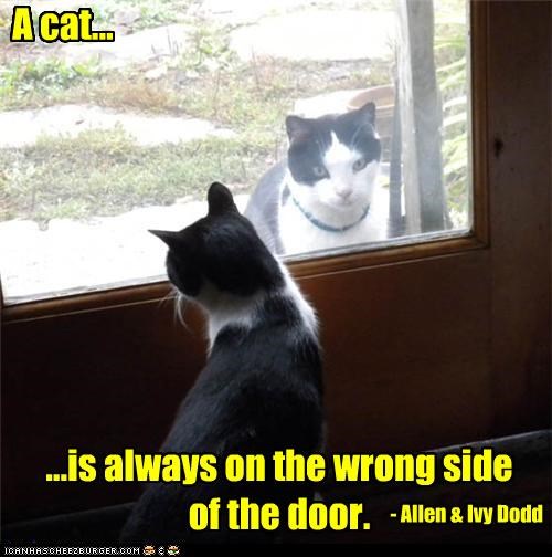 A cat...