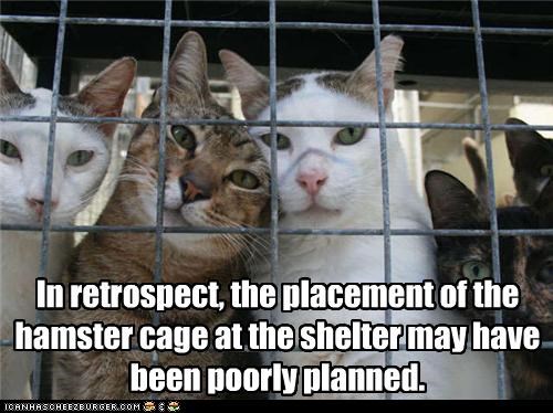 In retrospect, the placement of the hamster cage at the shelter may have been poorly planned.