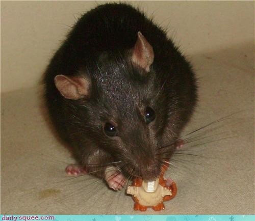Rat chewing a Raticate.