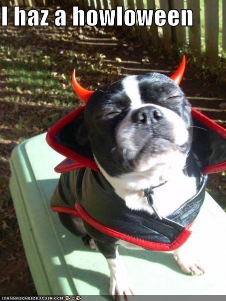 I haz a howloween
