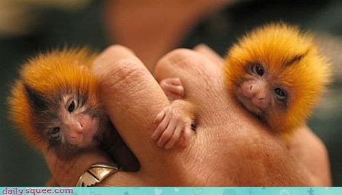 Double Marmoset