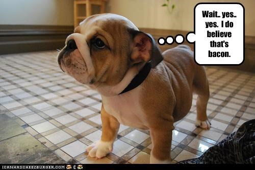 Wait.. yes.. yes.  I do believe that's bacon.