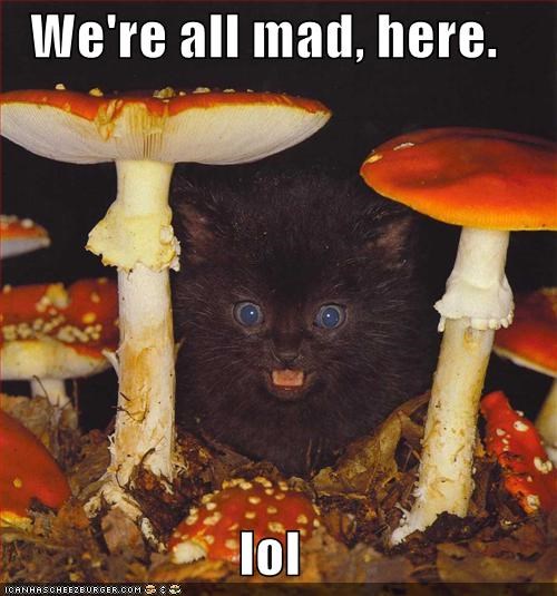 We're all mad, here.  lol
