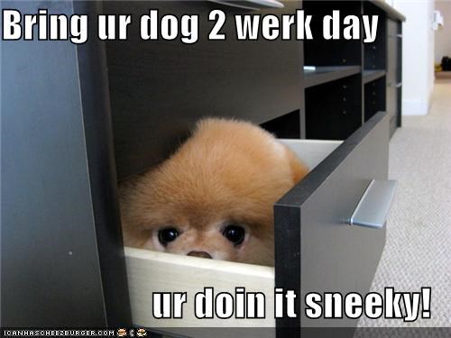 Bring ur dog 2 werk day  ur doin it sneeky!