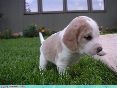 Beagle Baby