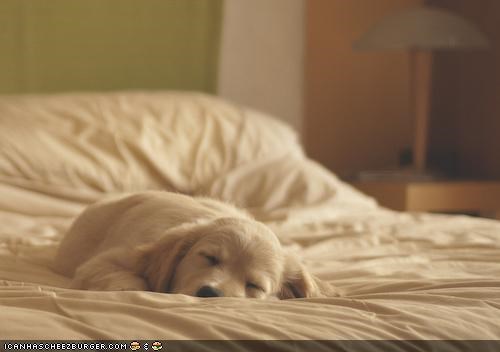 Cyoot Puppeh Ob Teh Day: Nap Tyme = NAO!