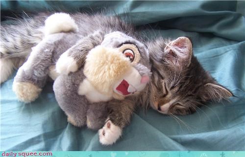 Figaro cuddling his thumper