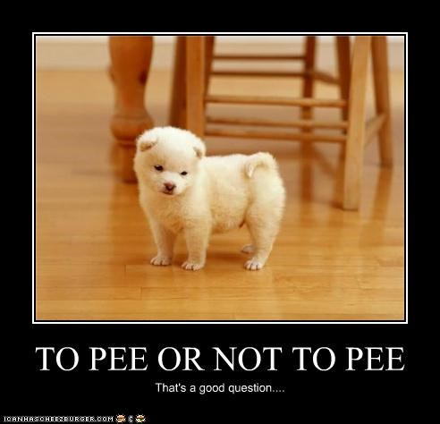 TO PEE OR NOT TO PEE