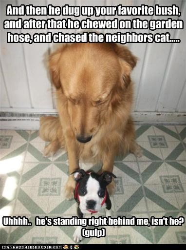 And then he dug up your favorite bush, and after that he chewed on the garden hose, and chased the neighbors cat.....