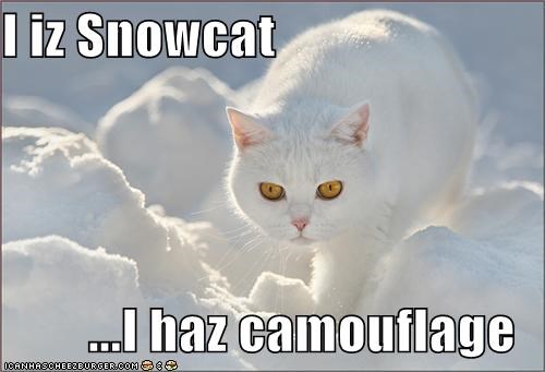 I iz Snowcat  ...I haz camouflage
