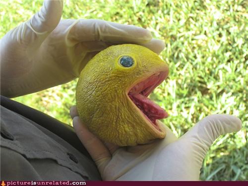 The Wild Pacman