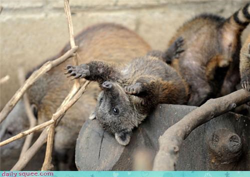 Colombian coati shows off