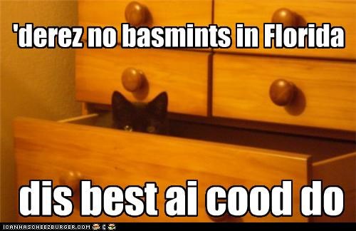 FL Basement Cats