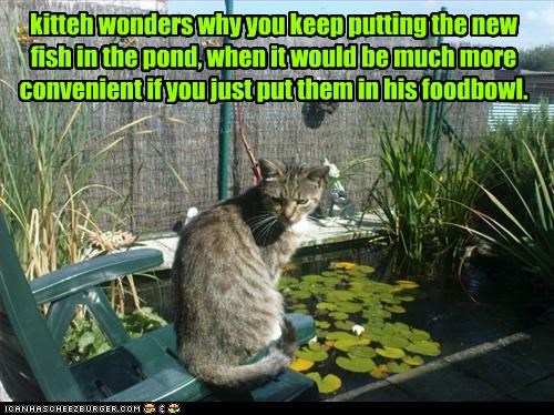 kitteh wonders why you keep putting the new  fish in the pond, when it would be much more convenient if you just put them in his foodbowl.