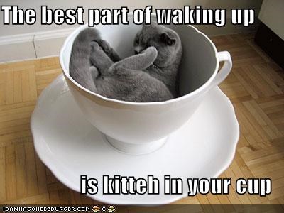 The best part of waking up  is kitteh in your cup