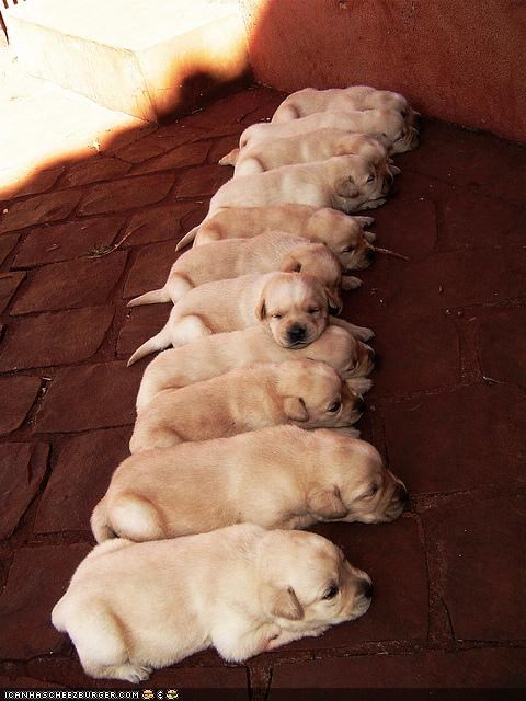 Cyoot Puppehs Ob Teh Day: Ur cyootness iz rly crossin teh line!