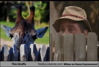This Giraffe Totally Looks Like Wilson on Home Improvement