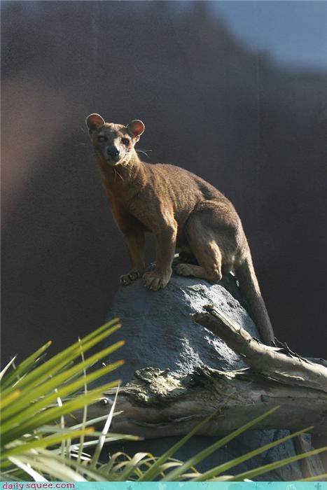 Stoic Fossa