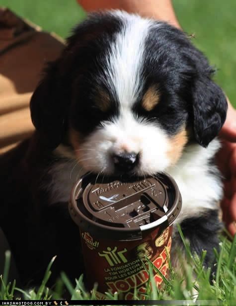 Ai brotz u coffee... an a cyoot.